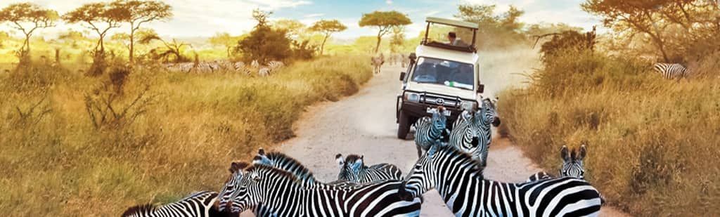 Book a tour to see a dazzle of zebras on caravan wth Oceania Cruises land program. 