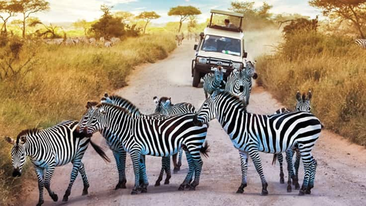 Book a tour to see a dazzle of zebras on caravan wth Oceania Cruises land program. 