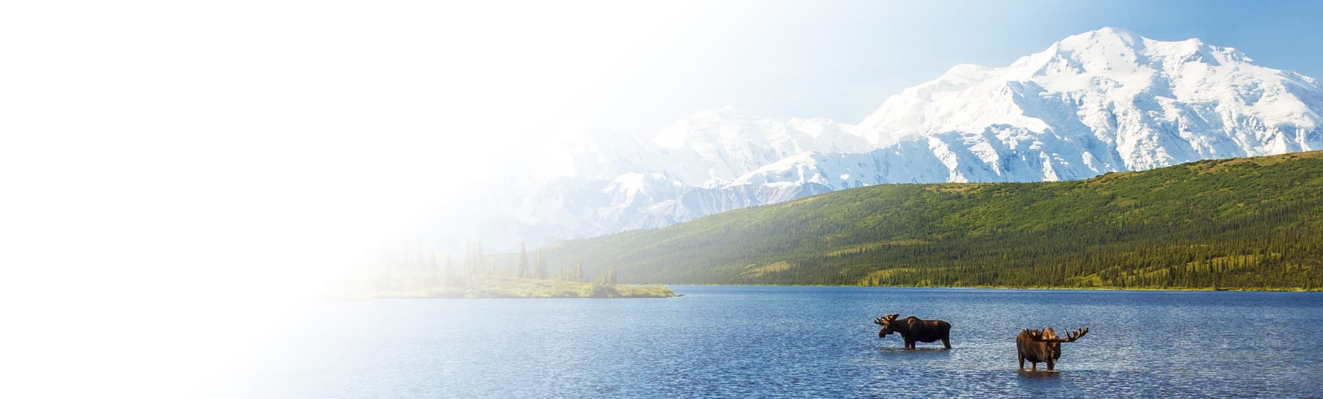 View of a moose across Alaska meadows