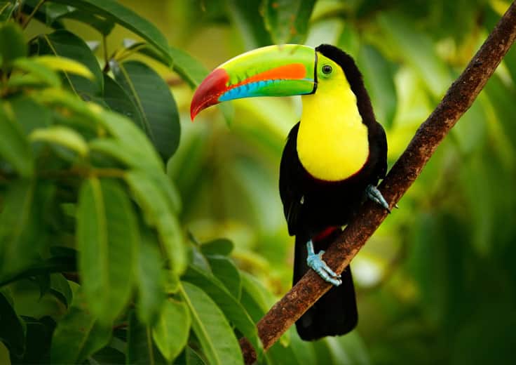 Gatun Lake Panama Exotic Bird Jungle