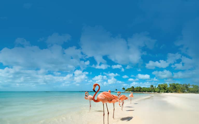 Summer of Choice special offer, Flamingos in Aruba