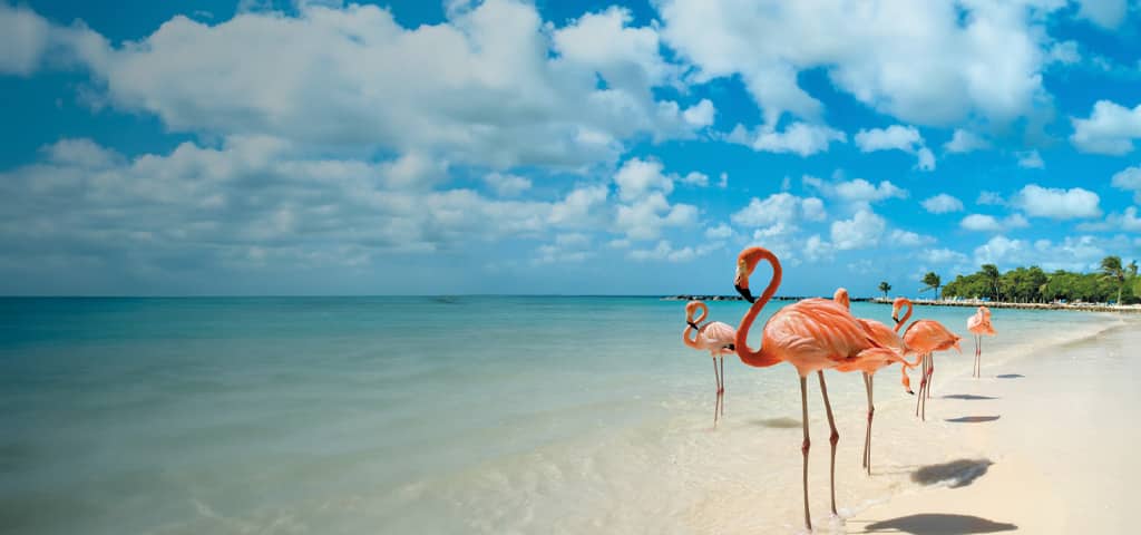 Summer of Choice special offer, Flamingos in Aruba
