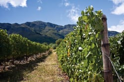 A Taste of South African Wines