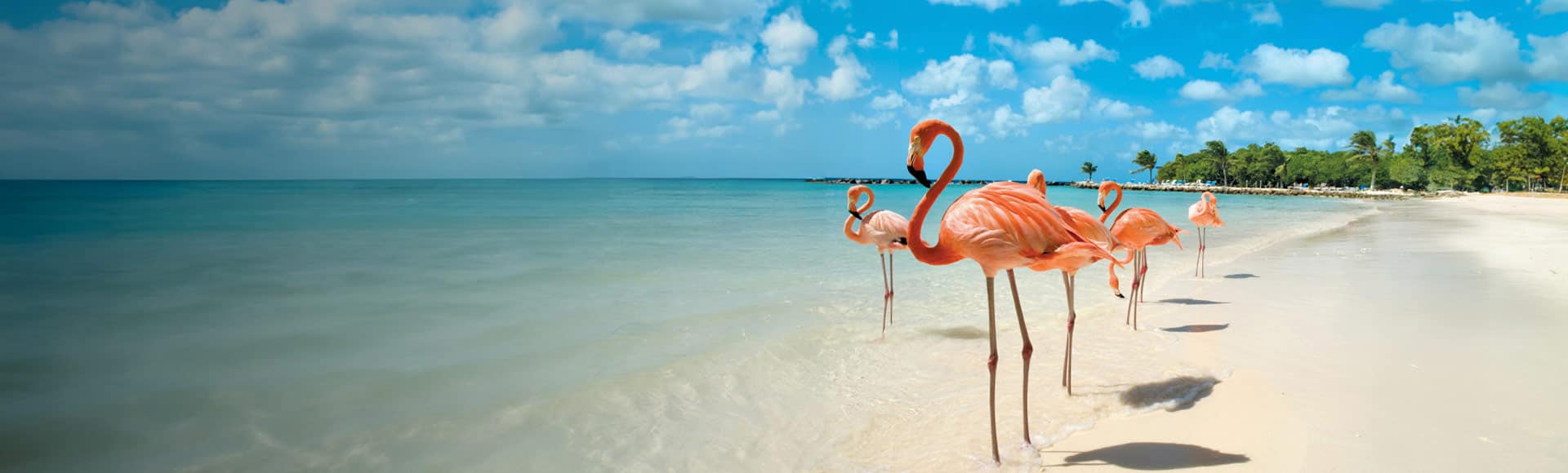 Summer of Choice special offer, Flamingos in Aruba